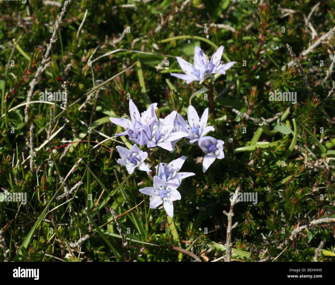 Scilla verna, communément connu sous le nom de spring squill Banque D'Images