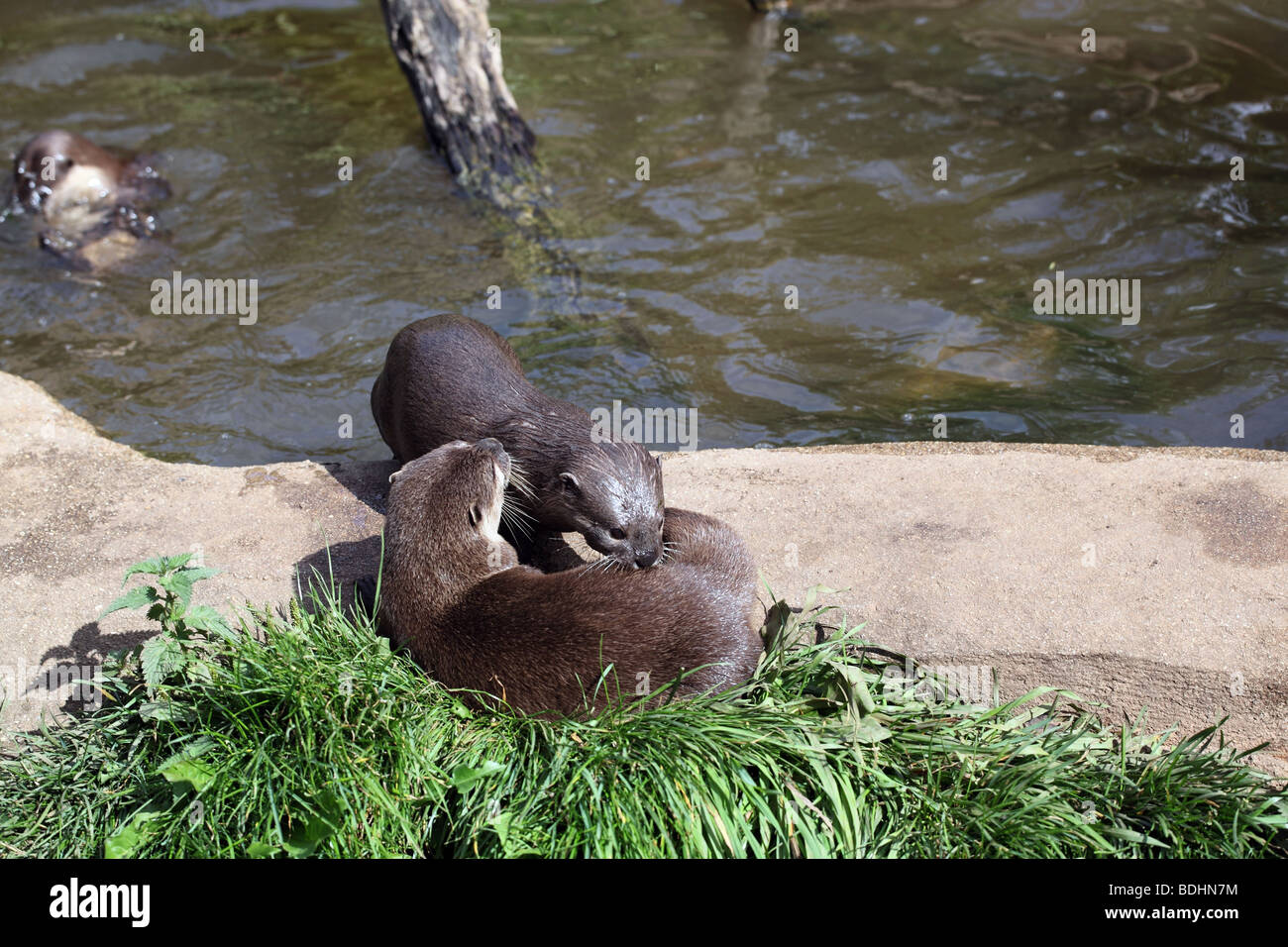 Loutre Banque D'Images