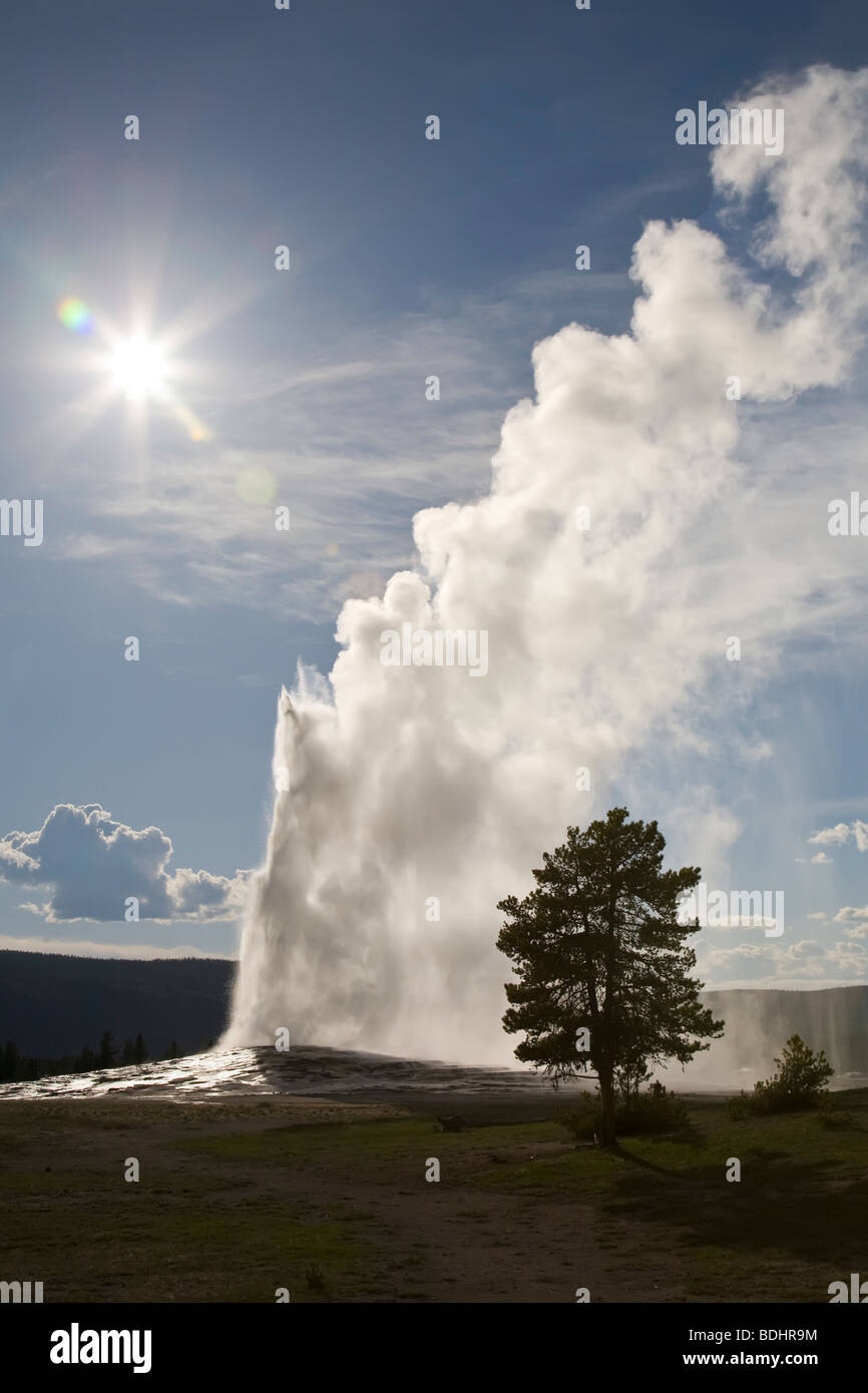 Old Faithful Geyser dans la région de geyser Basin dans le Parc National de Yellowstone au Wyoming USA Banque D'Images