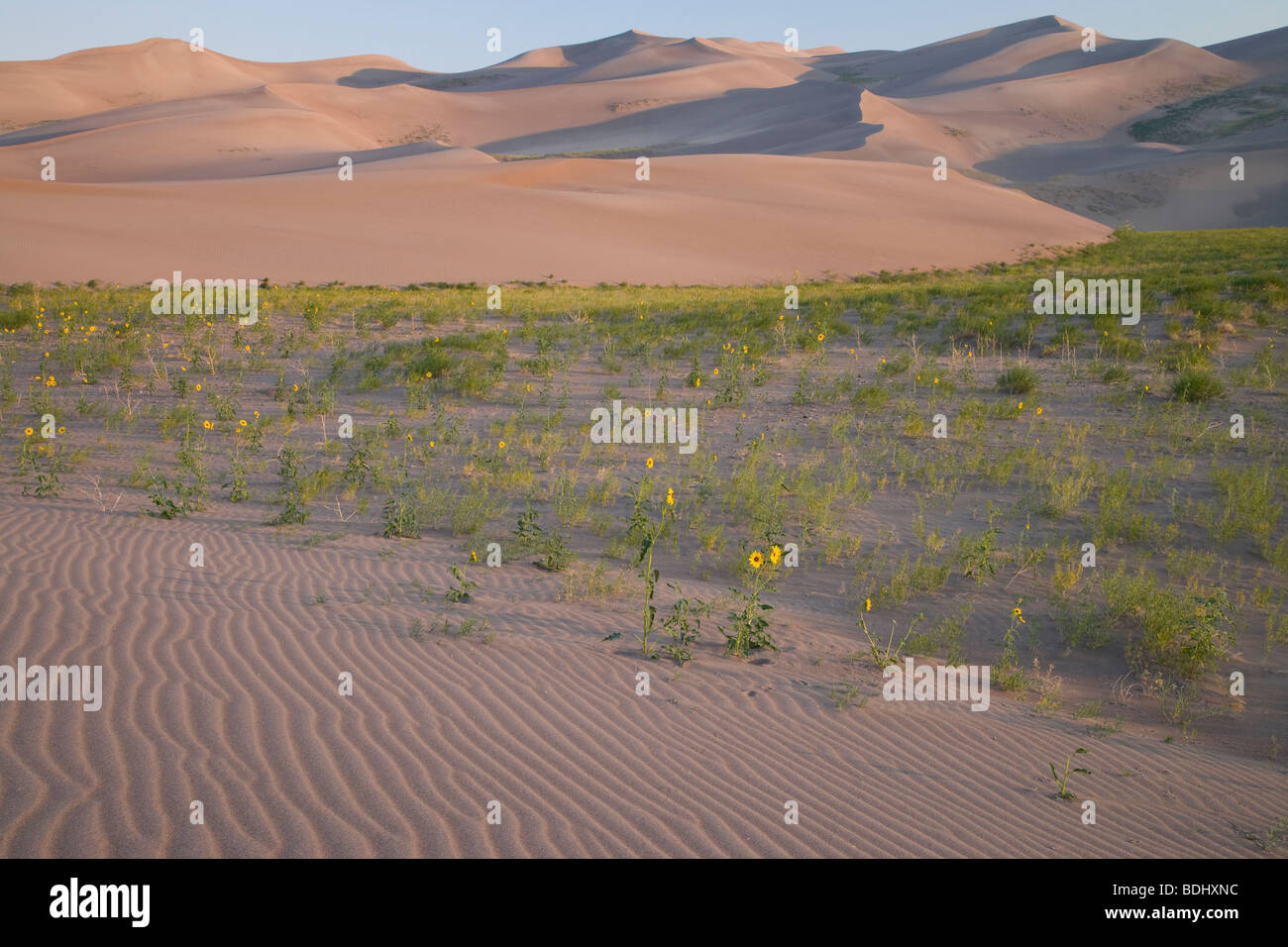 Hélianthes des prairies et dunes, Great Sand Dunes National Park, Colorado Banque D'Images