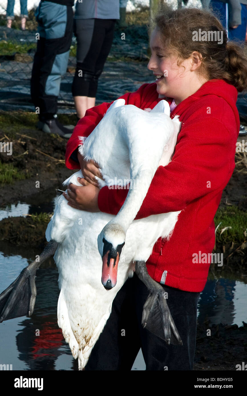 Young Girl holding a swan hors de l'eau à l'Abbotsbury Swannery dans le Dorset, Angleterre du Sud-Ouest Banque D'Images