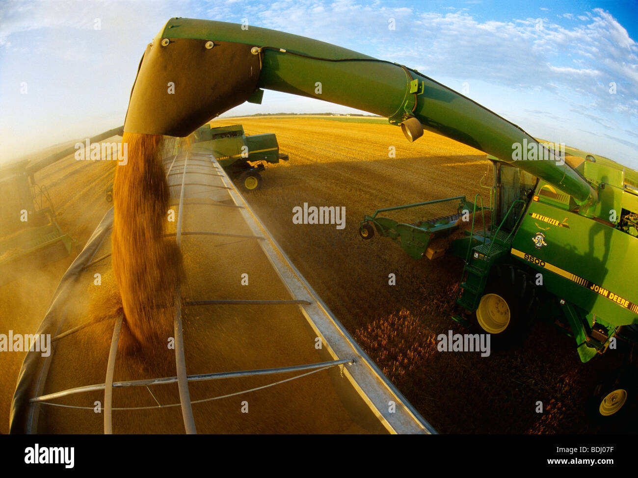 Agriculture - moissonneuses-batteuses John Deere décharger l'orge récoltée dans un camion de grain en fin d'après-midi / du Manitoba, au Canada. Banque D'Images