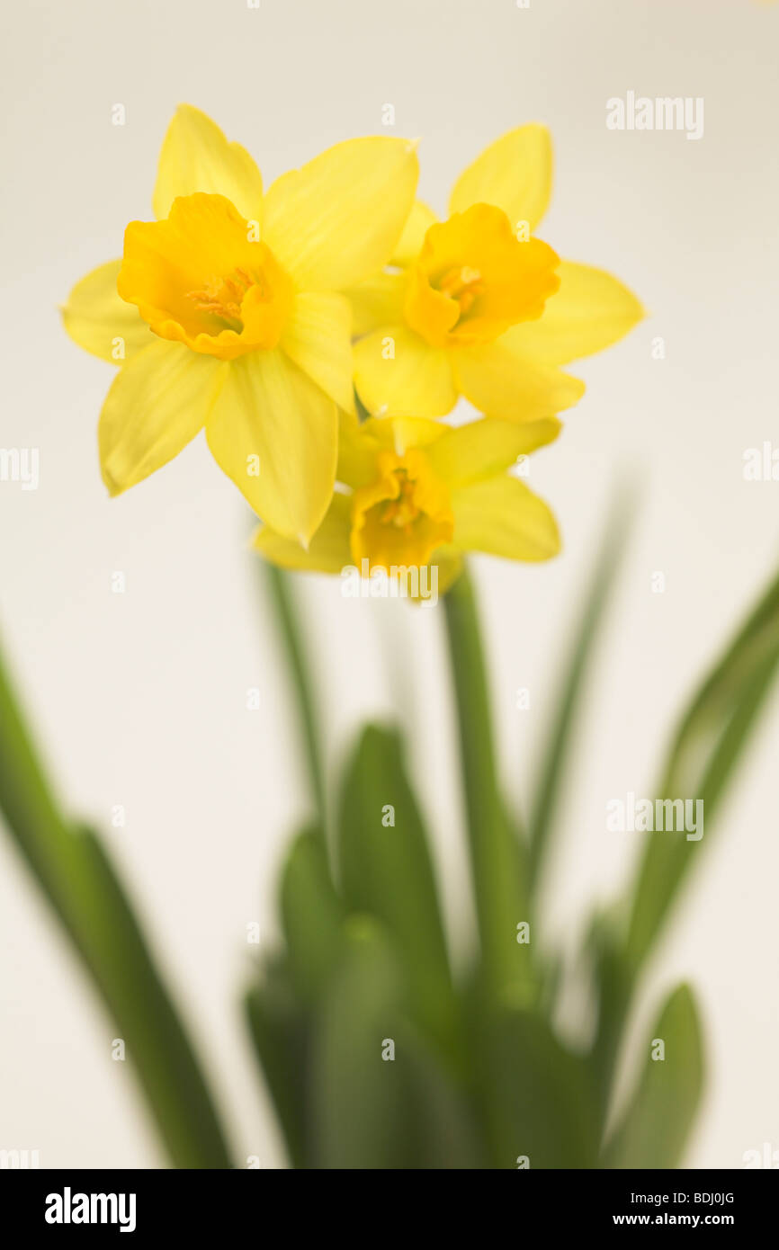 Narcisse jonquille tete a tete spécimen avec trois têtes de fleurs sur une  seule tige contre fond blanc en dentelle Photo Stock - Alamy