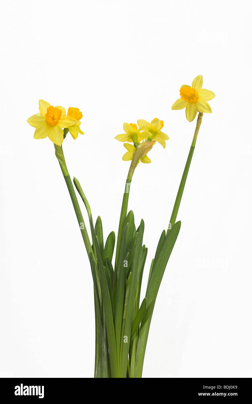Narcisse jonquille tete a tete spécimen avec trois têtes de fleurs sur une  seule tige contre fond blanc en dentelle Photo Stock - Alamy