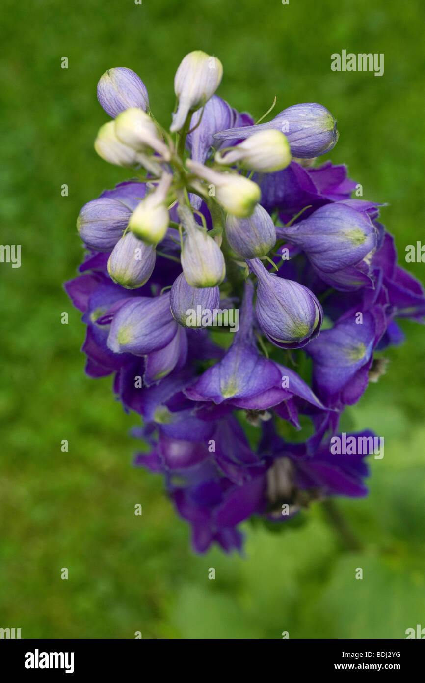 Hauts clochers d'un Delphinium fleur. Les Grecs anciens pensaient que le bouton floral est comme un dauphin, (Joseph) d'où le Delphinium. Banque D'Images