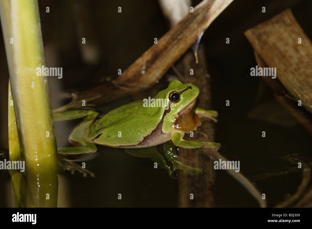 Europäischer Laubfrosch (Hyla arborea) european tree frog Banque D'Images