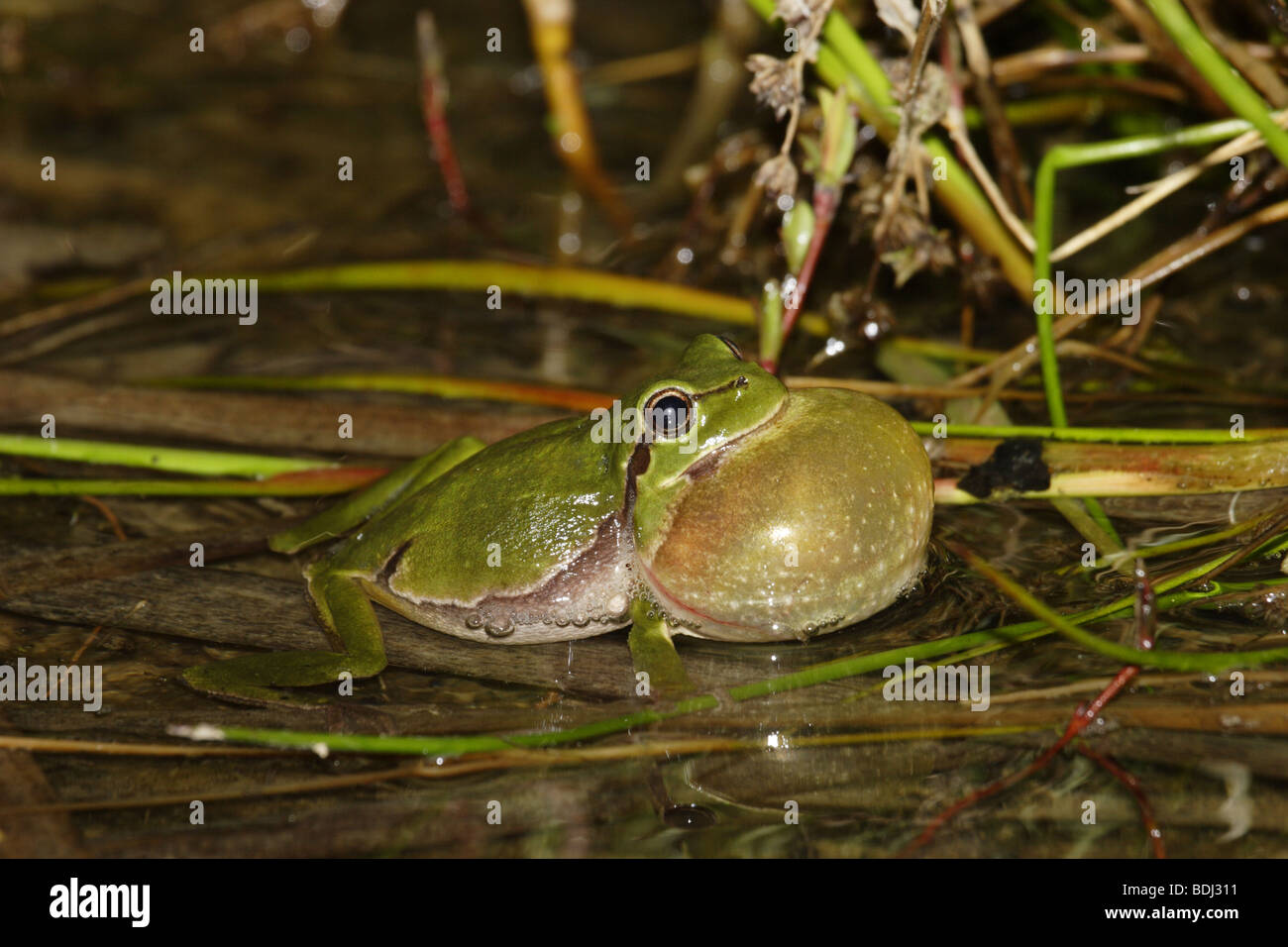 Europäischer Laubfrosch (Hyla arborea) european tree frog Banque D'Images