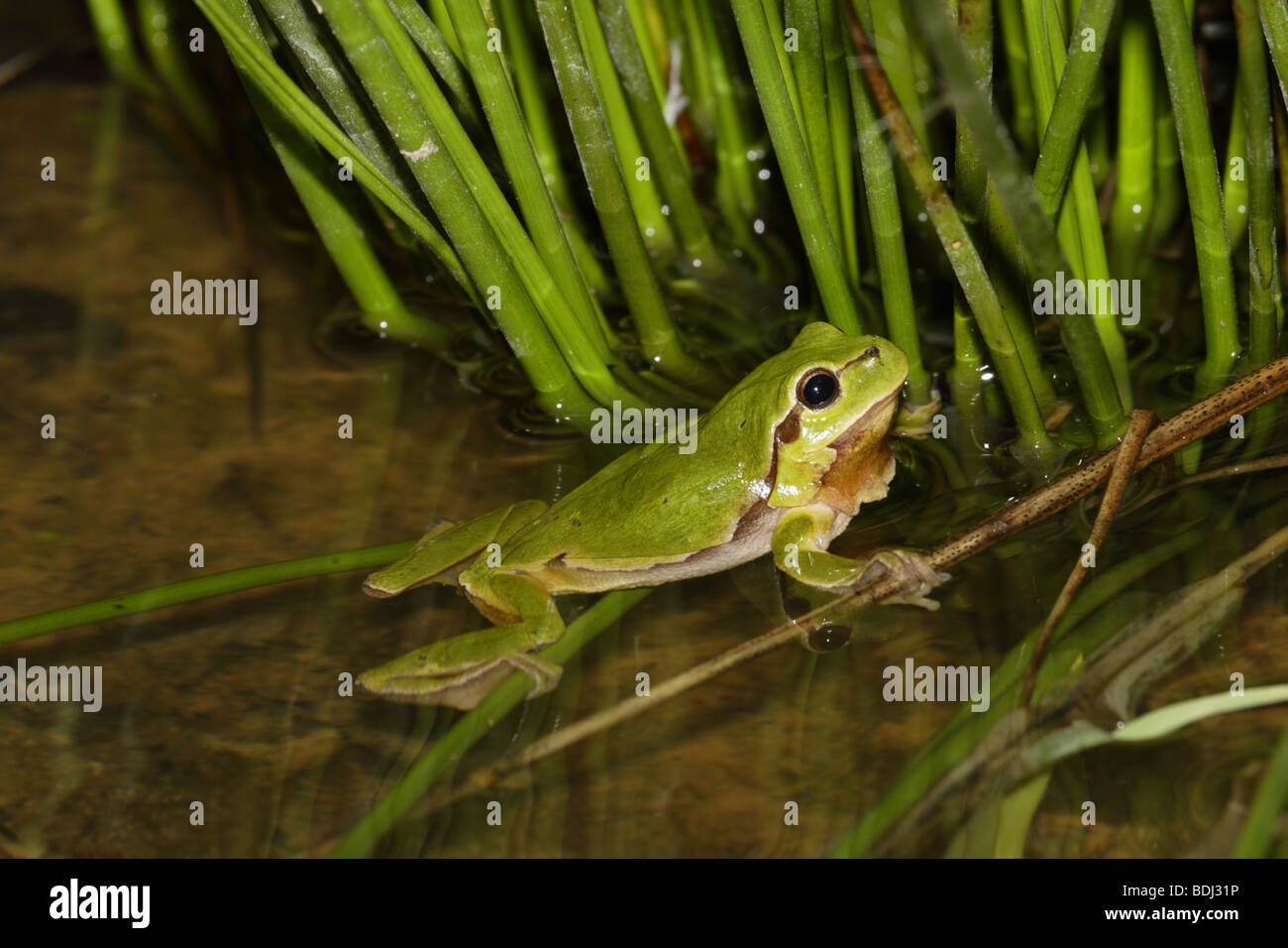 Europäischer Laubfrosch (Hyla arborea) european tree frog Banque D'Images