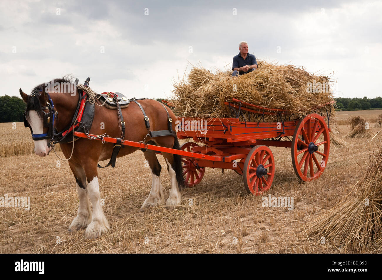 Shire Horse et panier dans la collecte de la récolte de la paille des poulies Banque D'Images