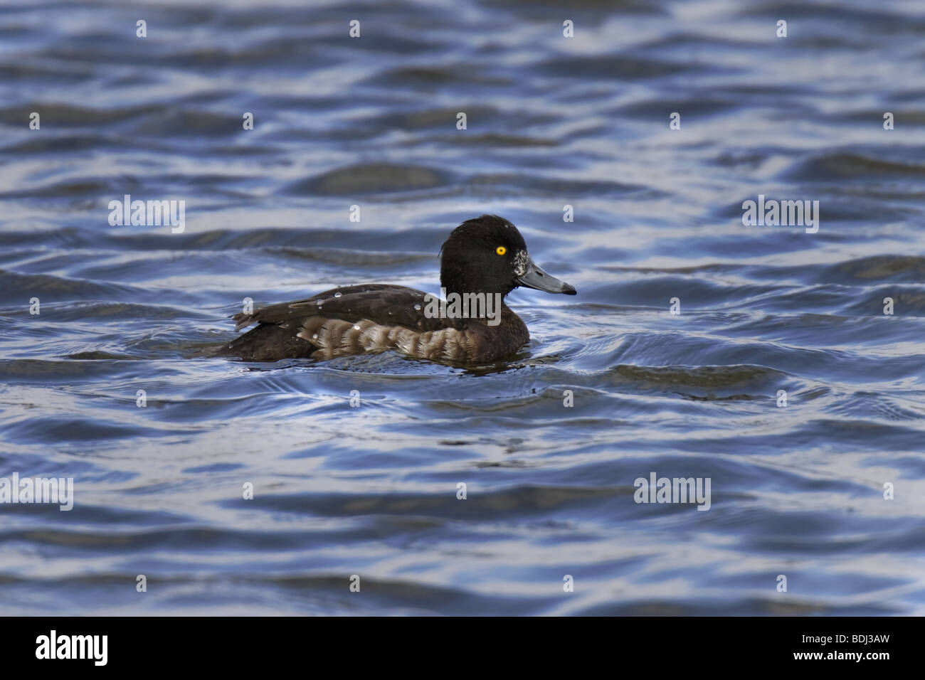 Reiherente (Aythya fuligula) Fuligule morillon Banque D'Images