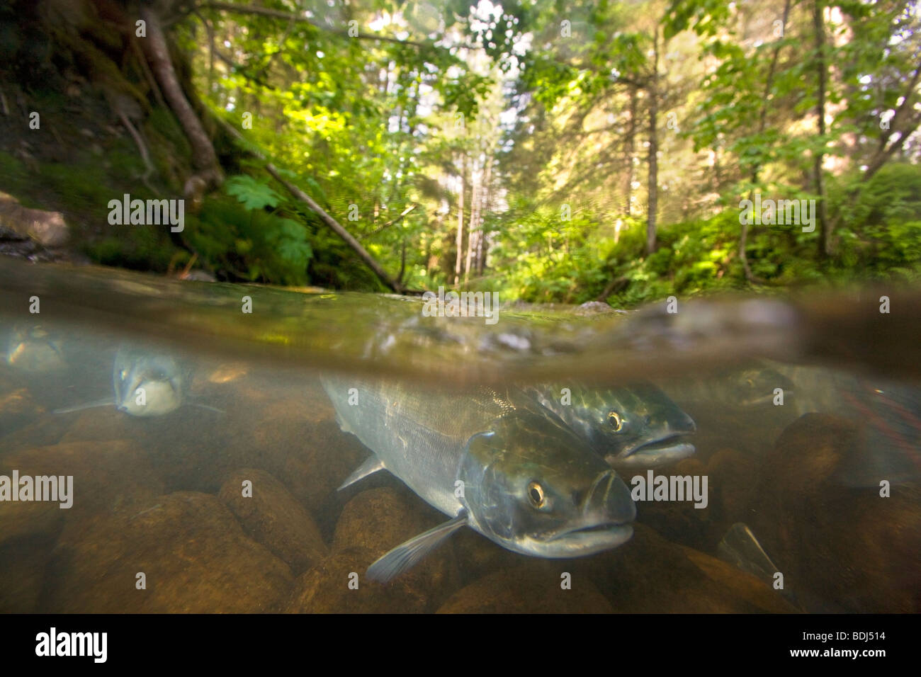 Le saumon rouge dans un ruisseau, la Forêt Nationale de Chugach, Seward, Alaska. Banque D'Images