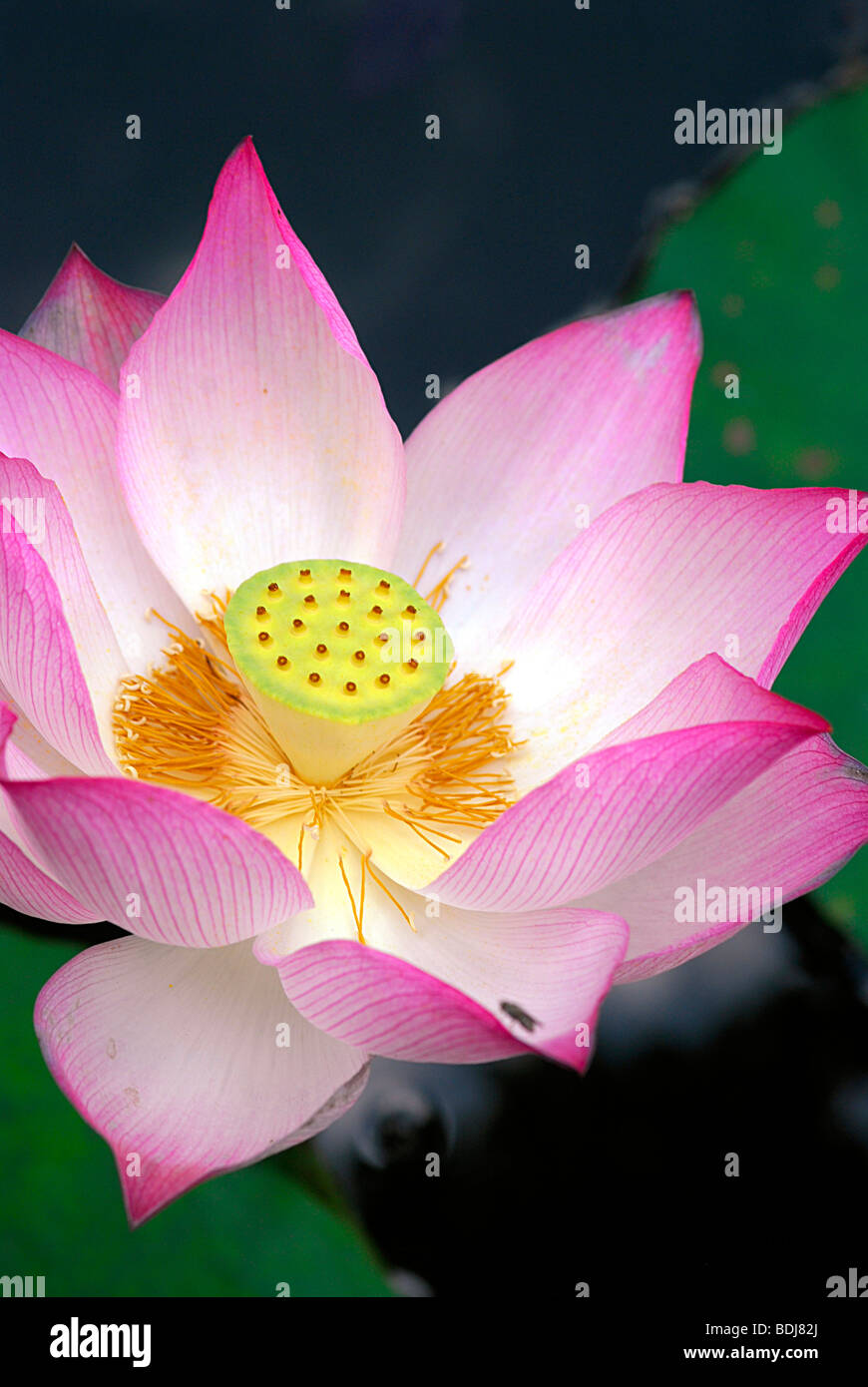 Fleur de Lotus, Laos Banque D'Images