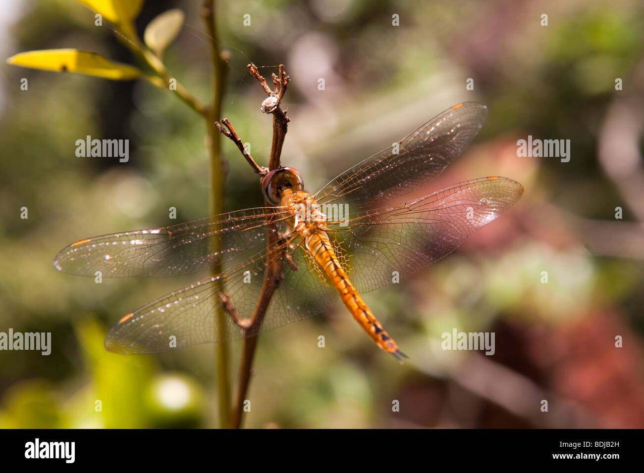 Insectes de bali Banque de photographies et d'images à haute résolution -  Alamy