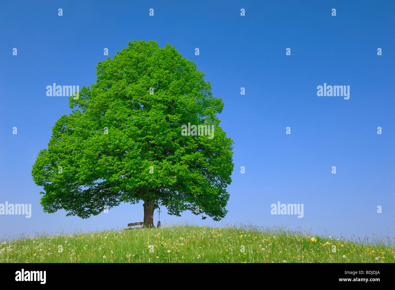 Tilleul solitaire sur la Colline Banque D'Images