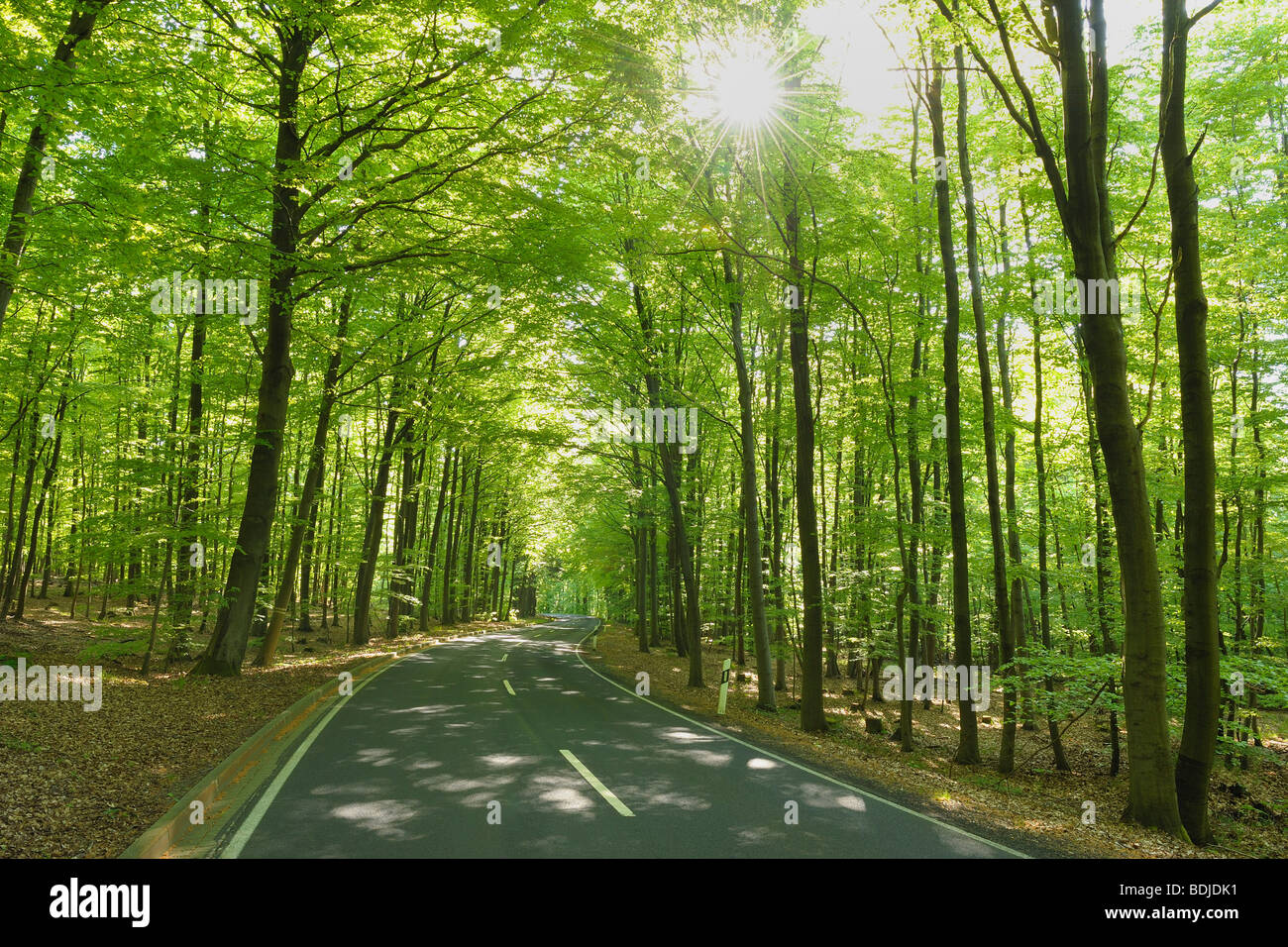 Route à travers une forêt de hêtres au printemps, Spessart, Bavaria, Germany Banque D'Images