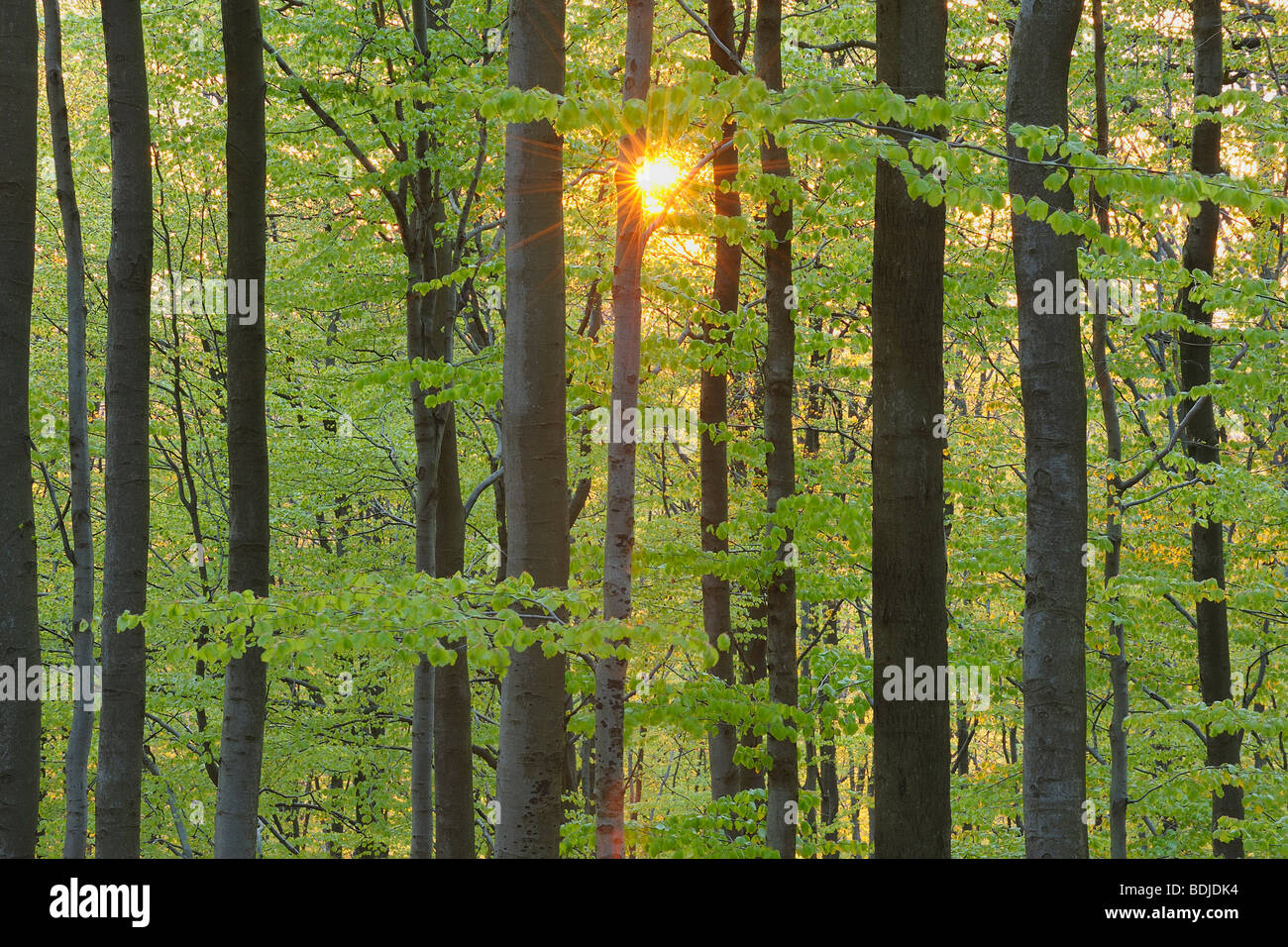 Close-up of Sun Shining through Beech Tree Forest. Spessart, Bavaria, Germany Banque D'Images