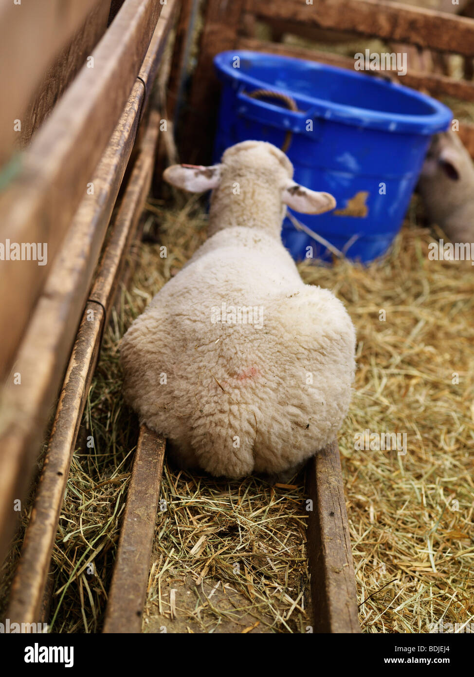 Moutons dans la grange Banque D'Images