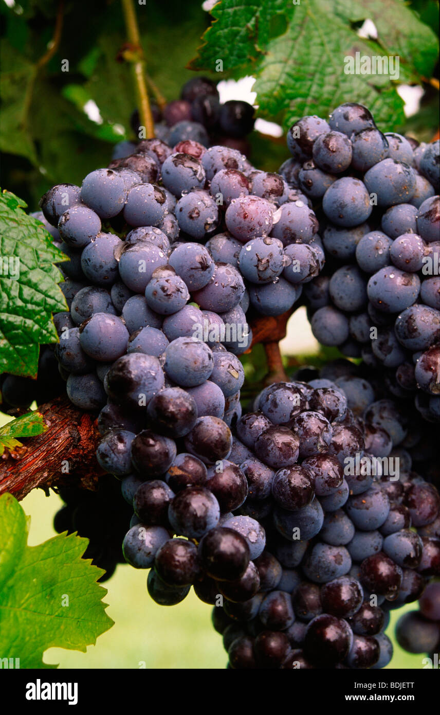 Red Grapes Growing sur Vine Banque D'Images