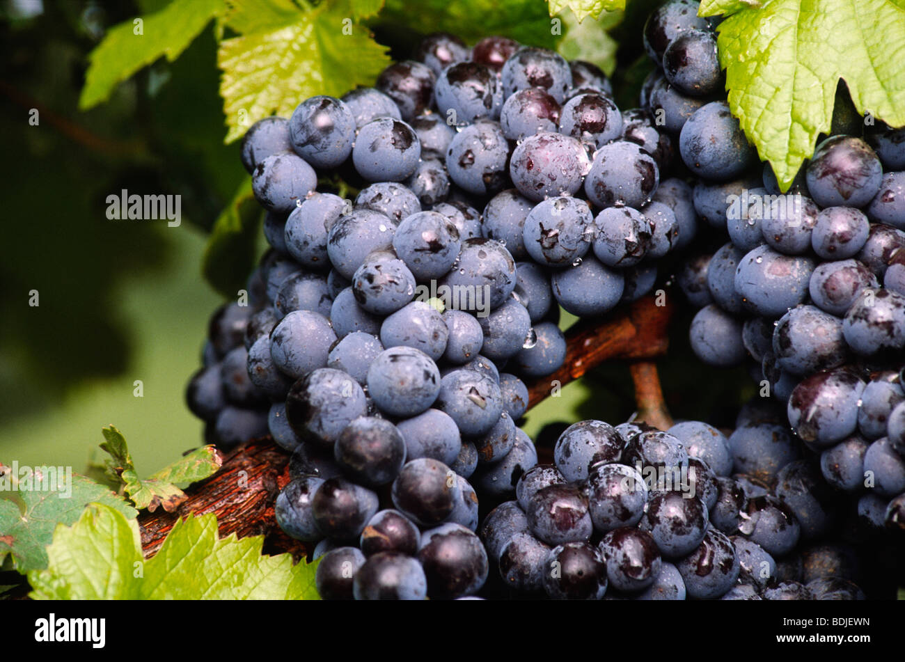 Red Grapes Growing sur Vine Banque D'Images