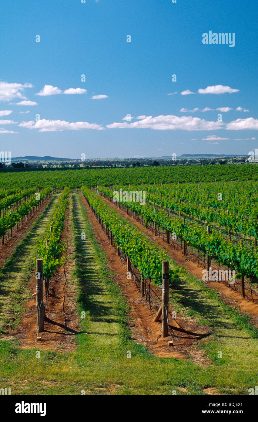 Vignoble, Vignes, Mudgee, Australie Banque D'Images