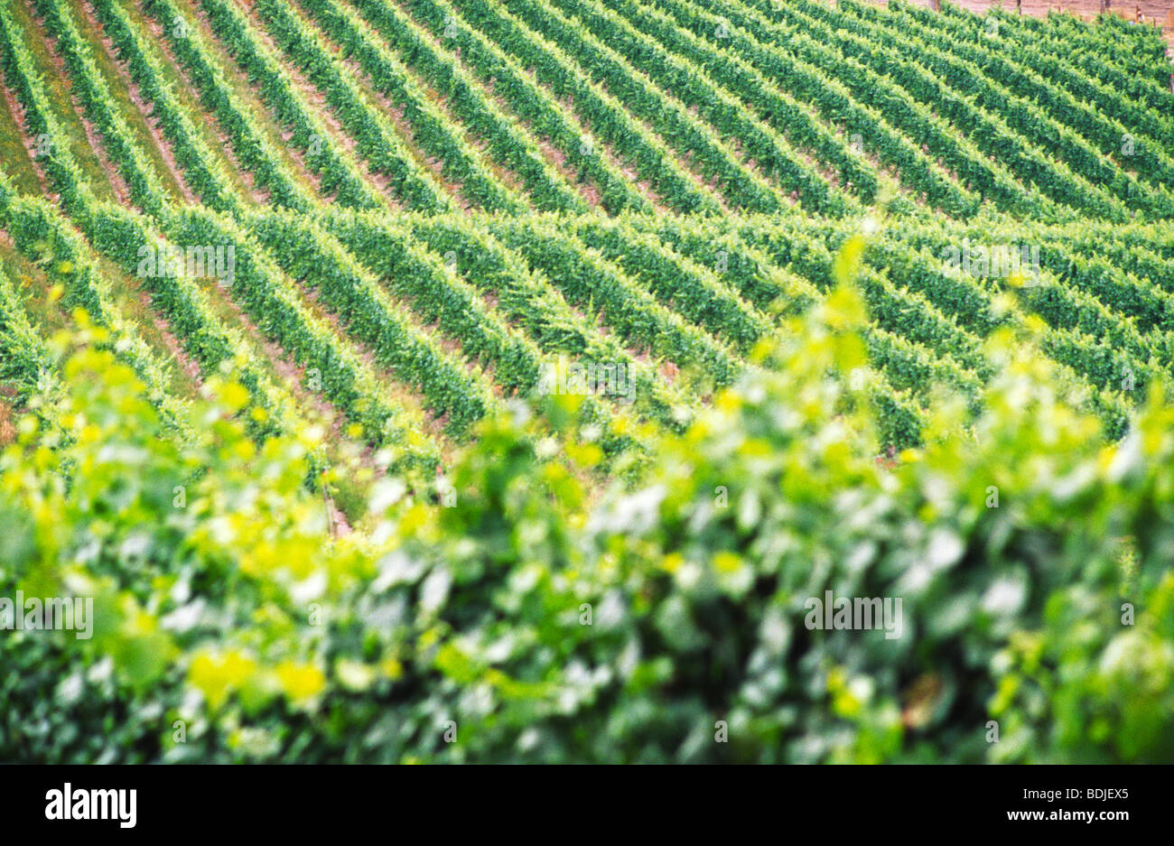 Vignoble, Les Vignes, La Vallée de Yarra, Australie Banque D'Images