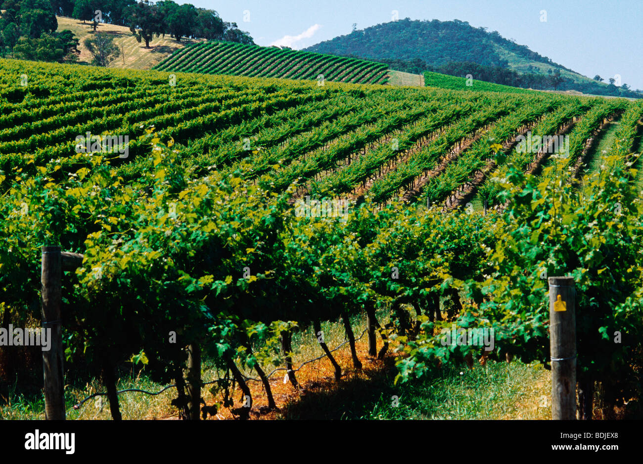 Vignoble, Les Vignes, La Vallée de Yarra, Australie Banque D'Images