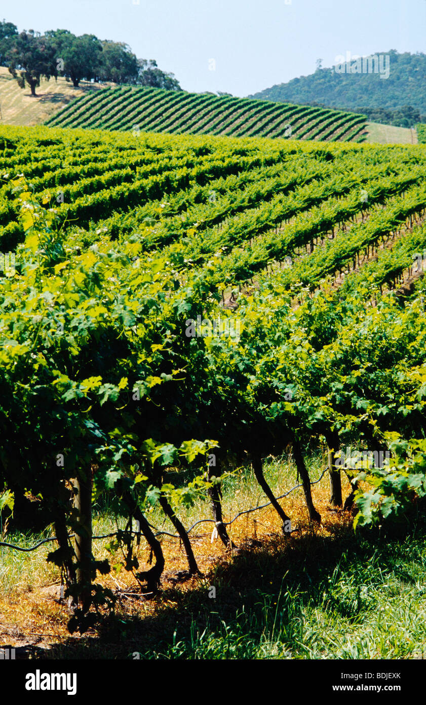 Vignoble, Les Vignes, La Vallée de Yarra, Australie Banque D'Images