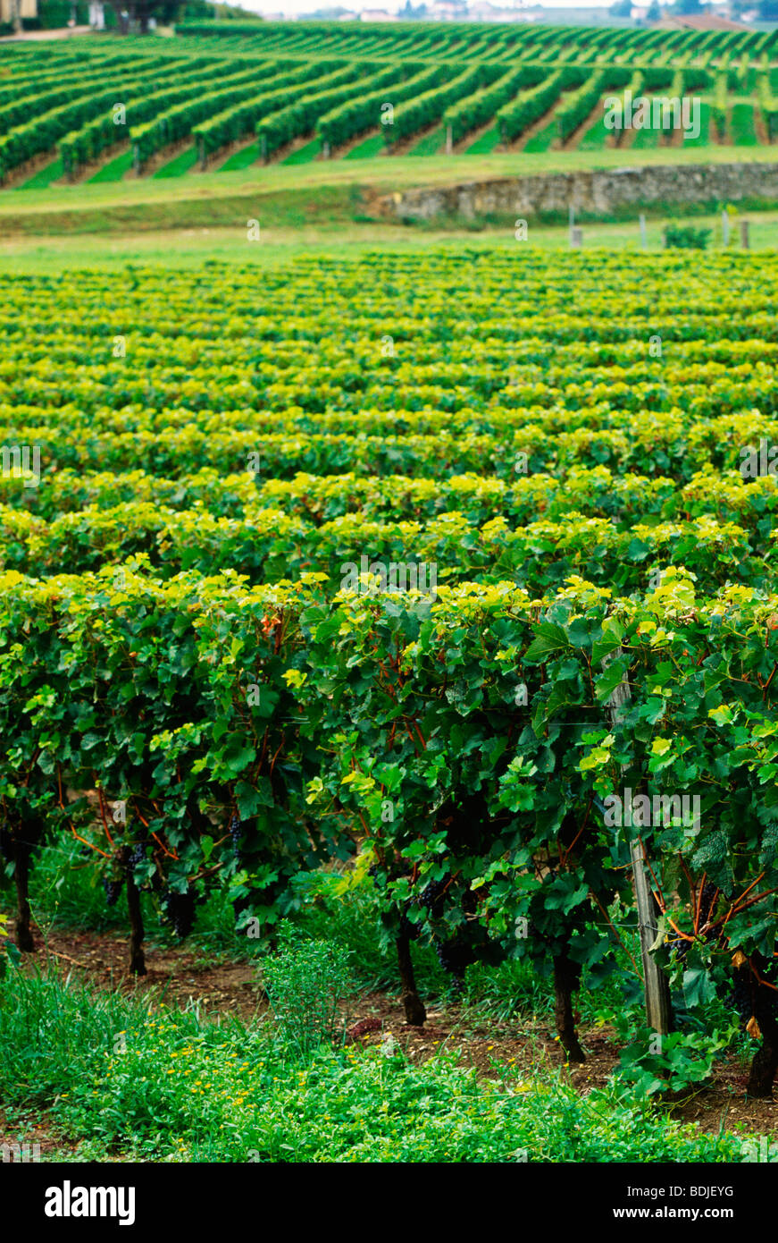 Vignoble, Vignes, St Emillion Region, France Banque D'Images