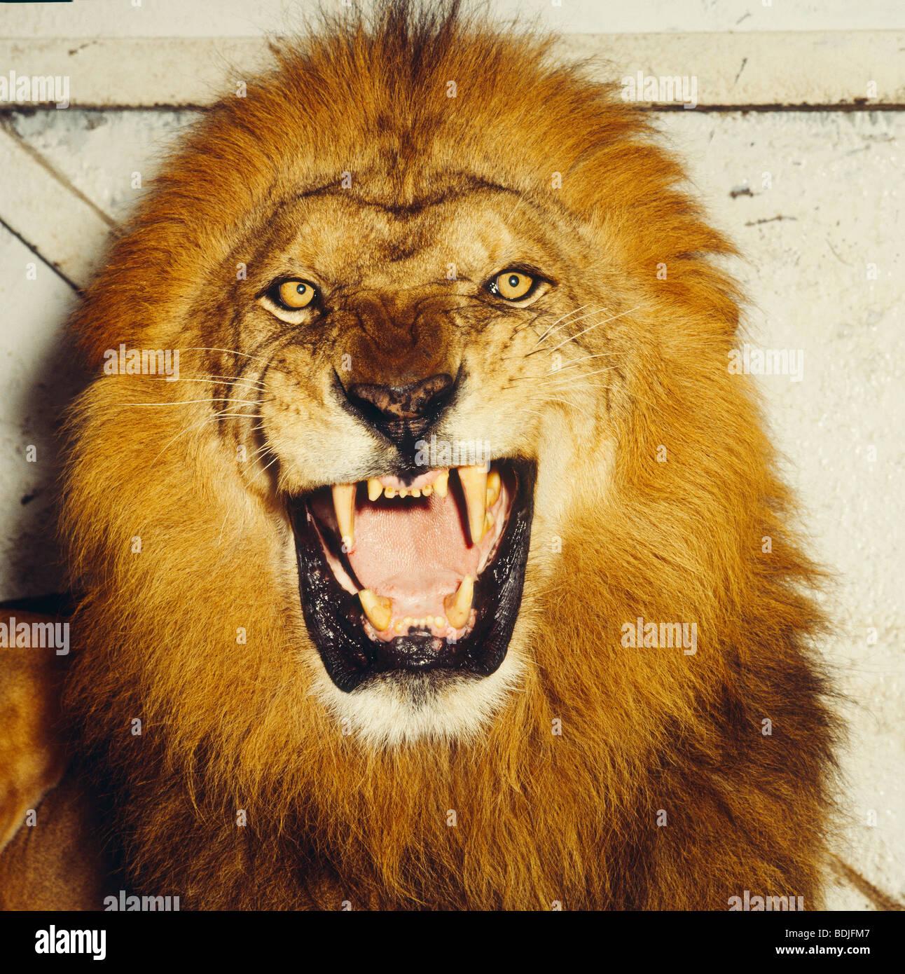 Lion rugissant, Portrait Banque D'Images