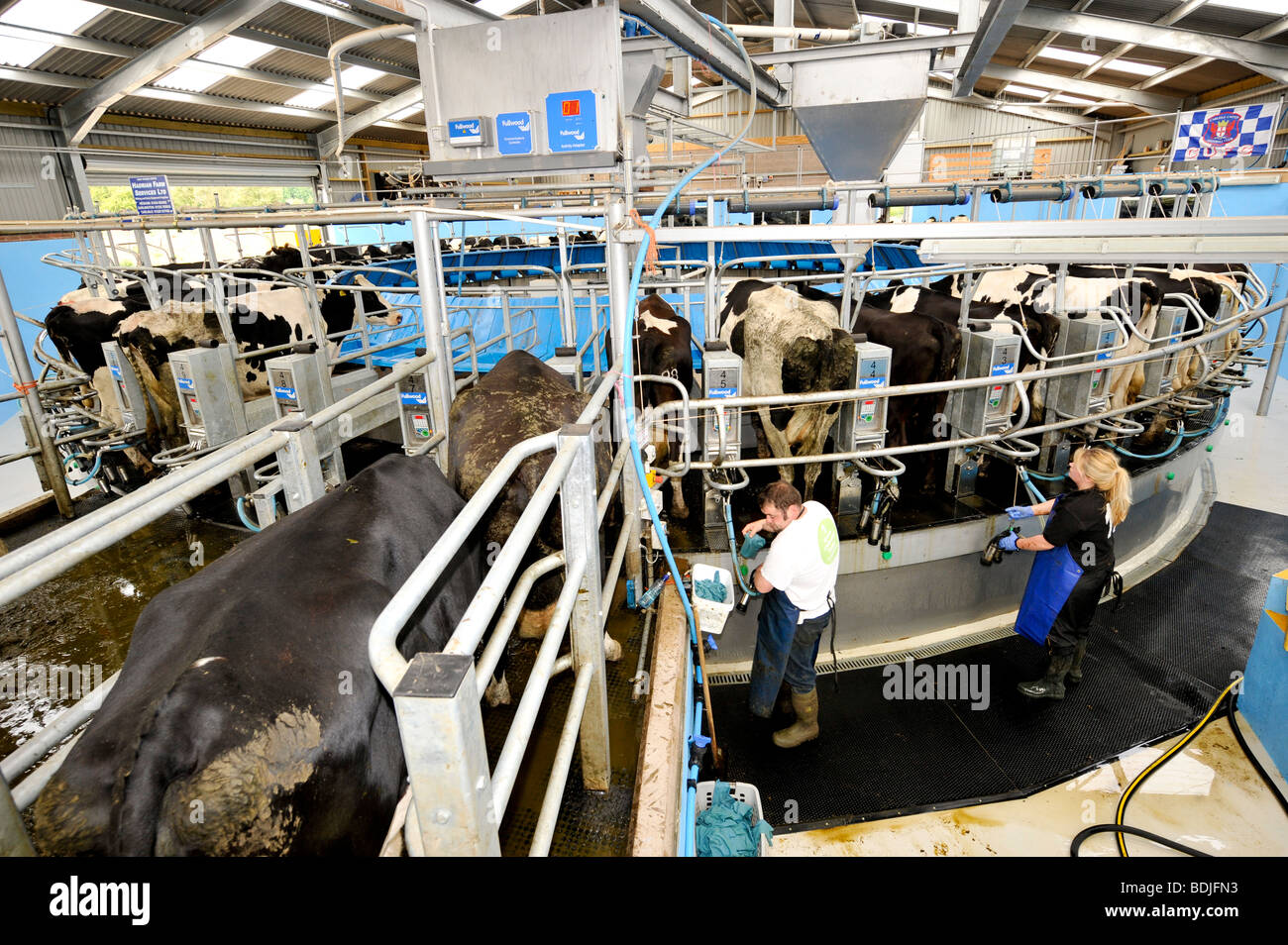 Holstein de marcher sur un salon rotatif pour la traite. Cumbria Banque D'Images