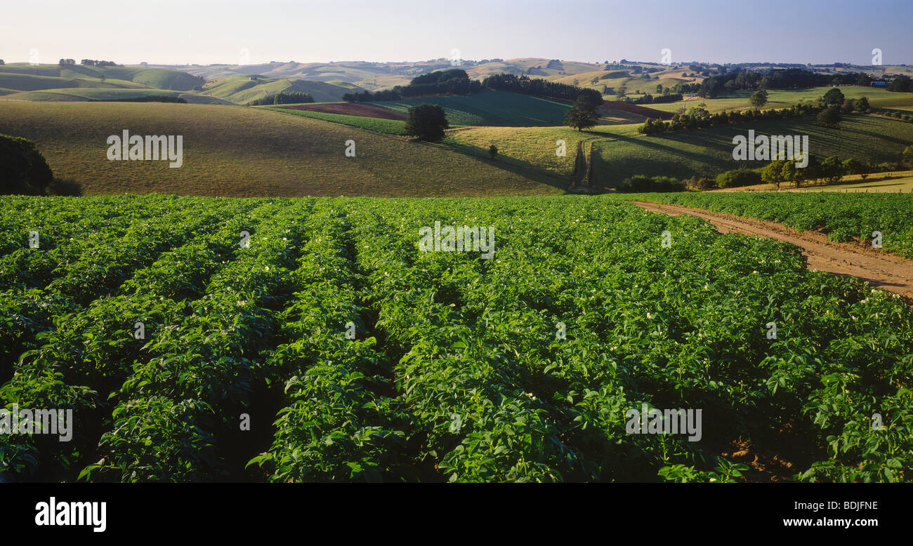Récolte de pommes de terre Banque D'Images
