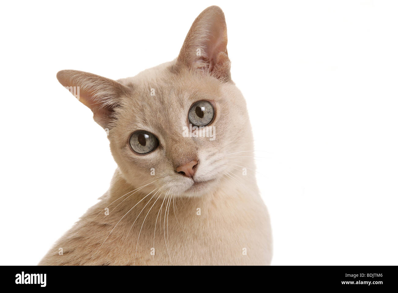 Les Chats Tonkinois Mink Photo Stock Alamy