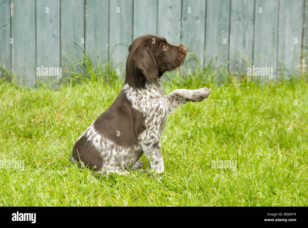 Braque Allemand - chien chiot donner paw Photo Stock - Alamy