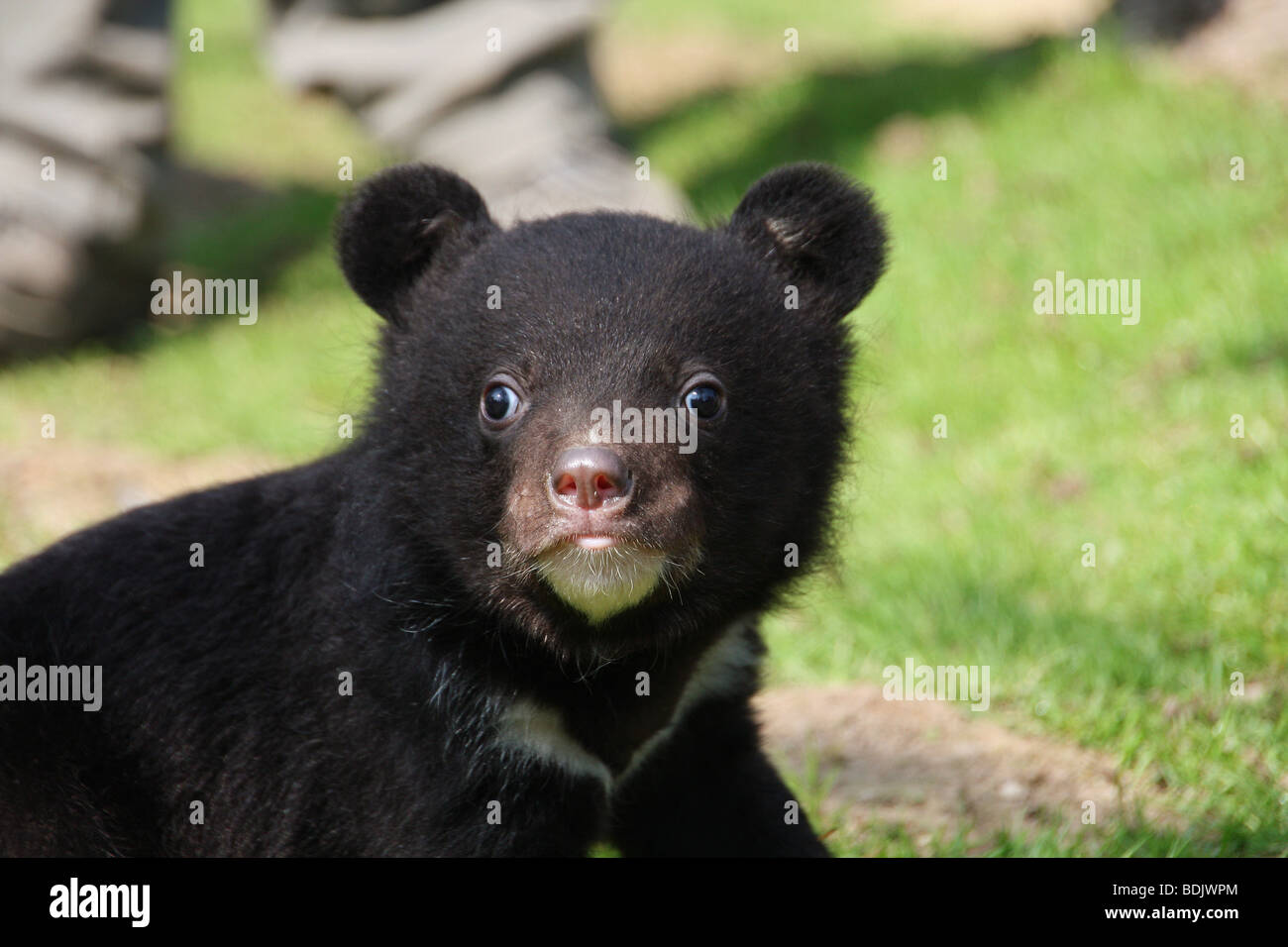 L Ours Noir D Asie Cub Ursus Thibetanus Photo Stock Alamy