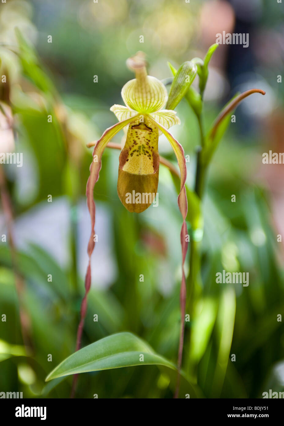 Phragmipedium Grande Orchid Bloom Banque D'Images