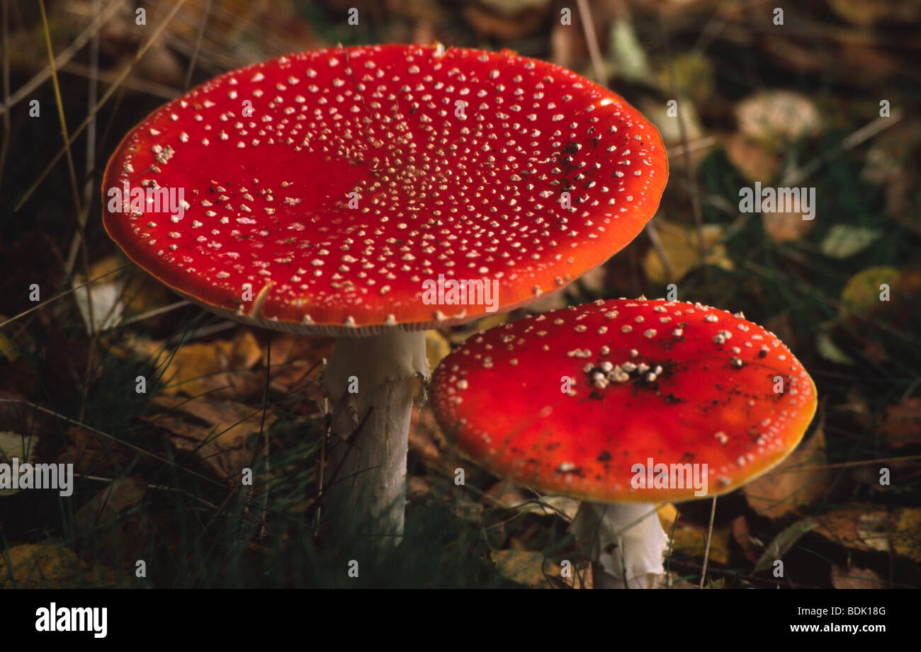 AMANITA MUSCARIA CHAMPIGNONS AGARIC FLY Banque D'Images