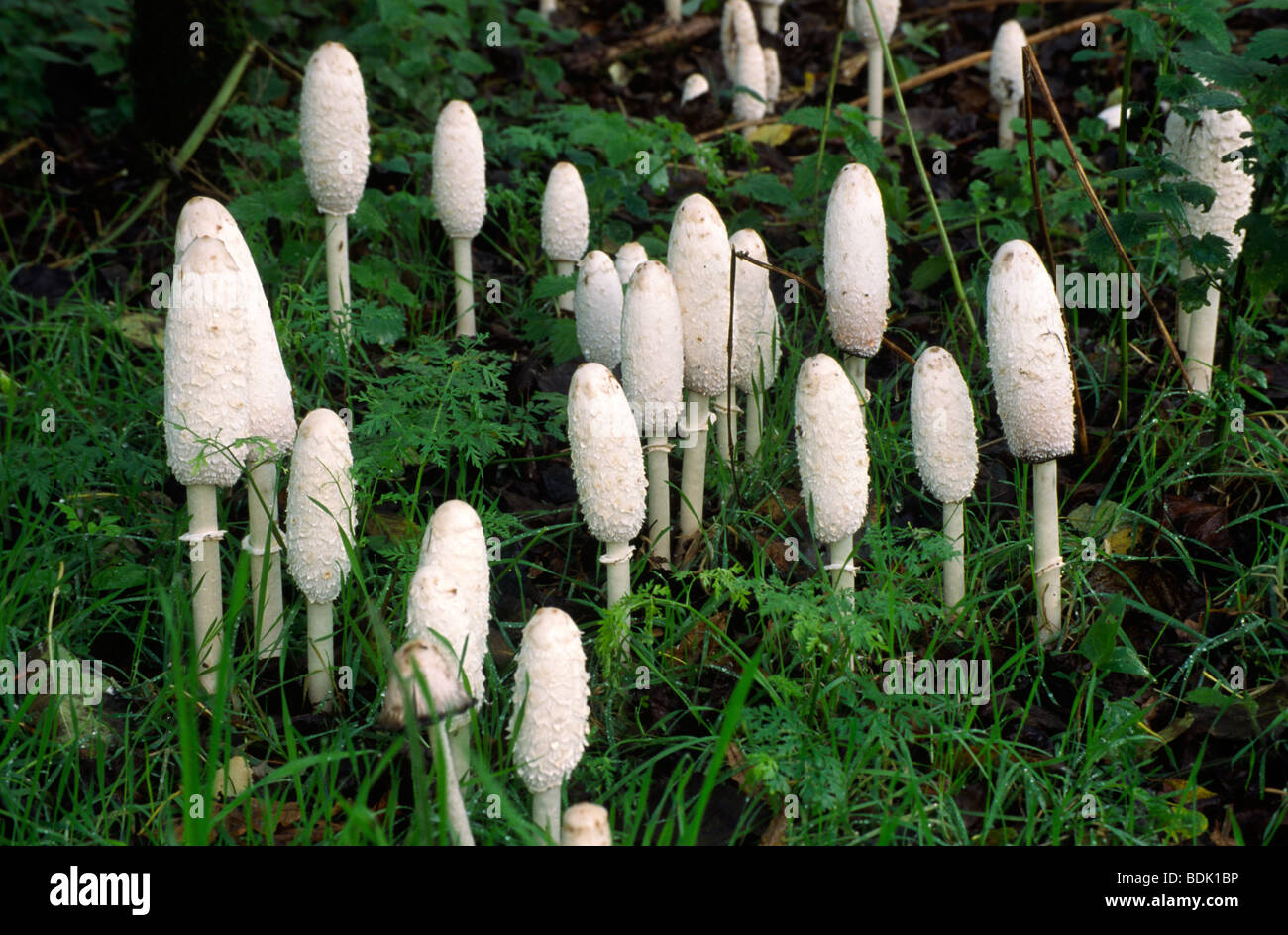 COPRINUS COMATUS SHAGGY CHAMPIGNONS INKCAP Banque D'Images