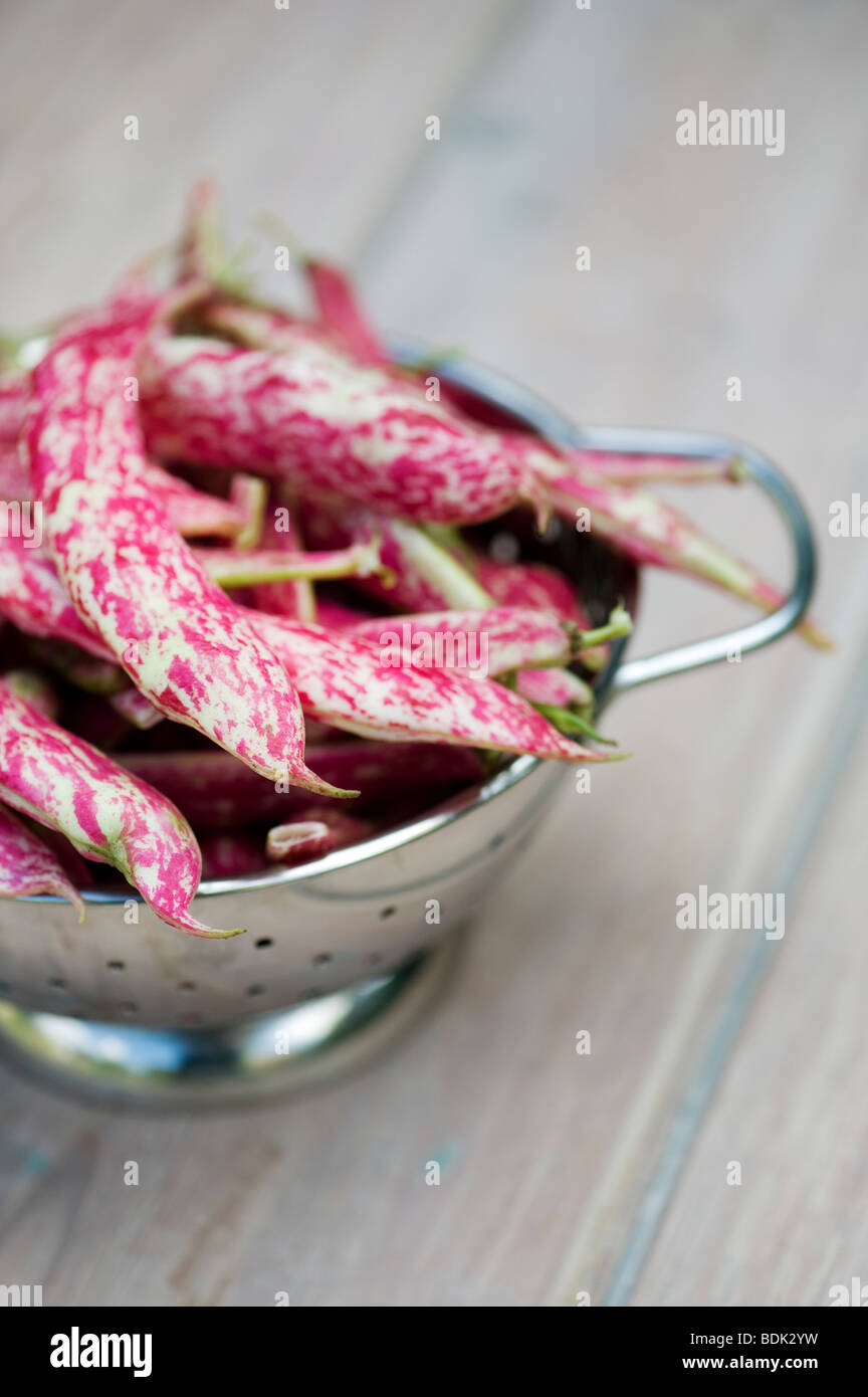 Phaseolus vulgaris, le haricot Borlotti gousses dans un colender sur une table en bois Banque D'Images