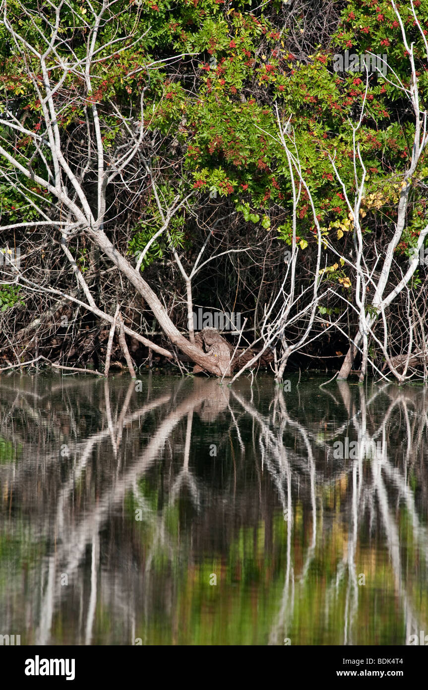 Réflexions d'arbres dans l'eau. Venise Rookery, Florida, USA Banque D'Images