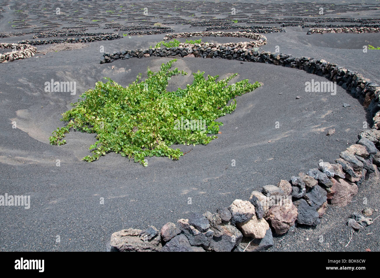 Vignes cultivées en sol volcanique, semi-circulaire derrière de plus en plus de brise-vent. La Geria, Lanzarote, Îles Canaries Banque D'Images