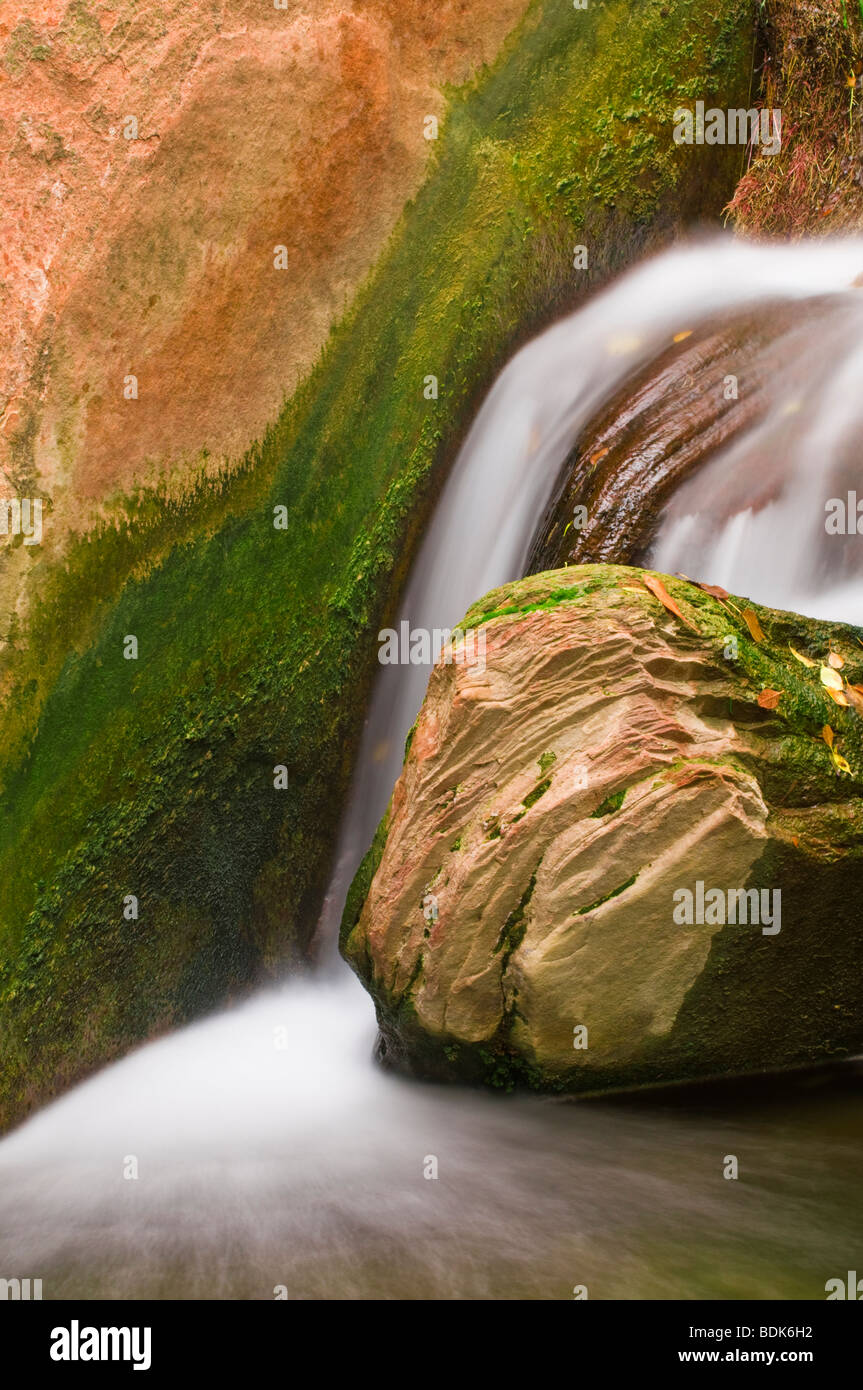 Stream ci-dessous la Paroi en pleurs, Zion National Park, Utah Banque D'Images