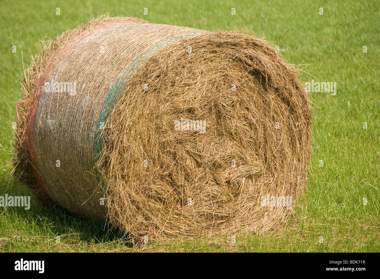 Les balles rondes d'herbe séchée pour nourrir les bovins pendant l'hiver Banque D'Images