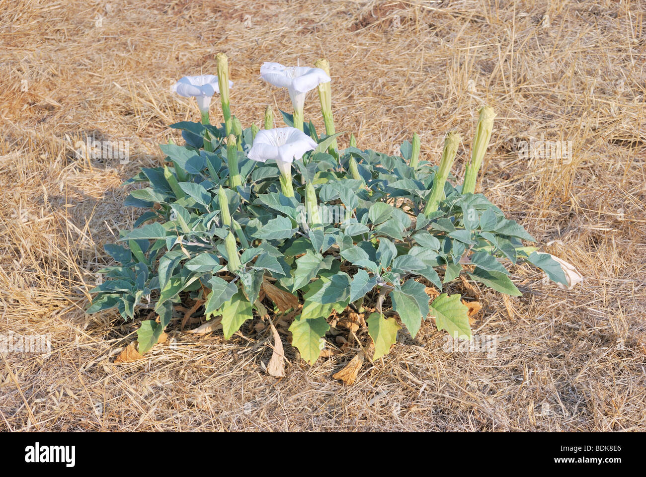 Datura strammonium, Stramoine ou Thornapple, une plante contenant des herbes médicinales ou hallucinogènes Banque D'Images