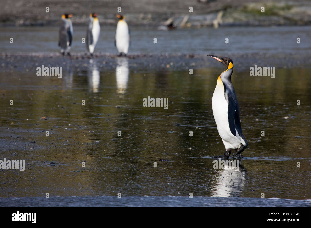 Grand lit King Penguin au milieu de stride promenades sur la plage jusqu'à St Andrews Bay Géorgie du Sud région Antarctique reflétée dans l'eau vu par 3 autres pingouins Banque D'Images