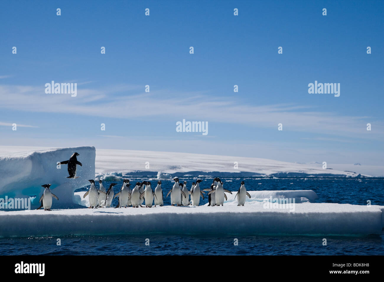 Adelie penguin s'est arrêté au milieu de l'air comme il saute hors de l'eau sur d'iceberg flottant à rejoindre près de l'île de l'Antarctique troupeau Paulette Banque D'Images