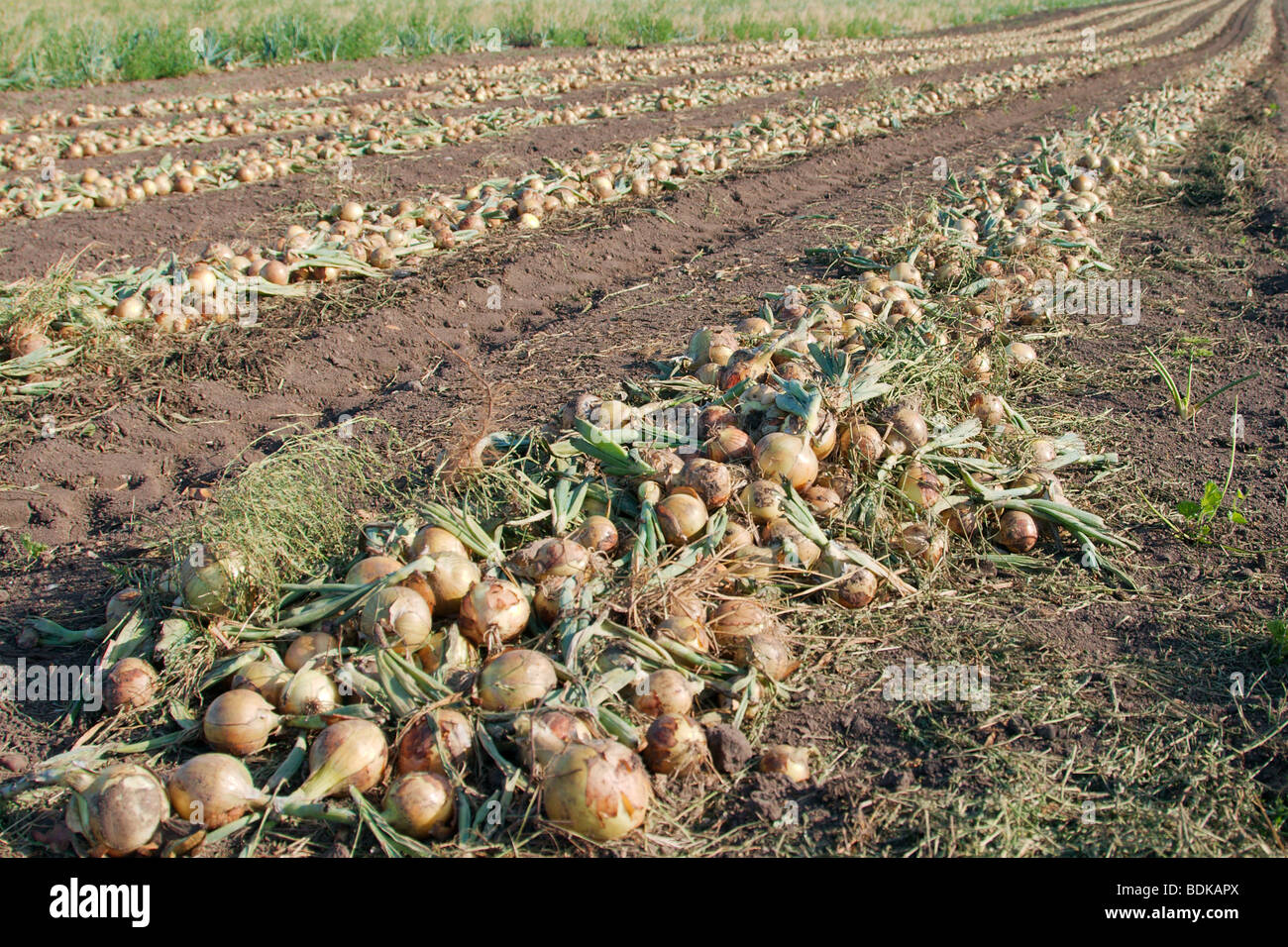 Lignes d'oignons récoltés en attente de collection Banque D'Images