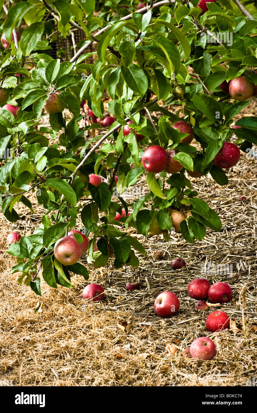 Pommes rouges bien mûrs sur une branche d'arbre, avec des pommes de terre sous inespérés, la fin de l'été, UK Banque D'Images