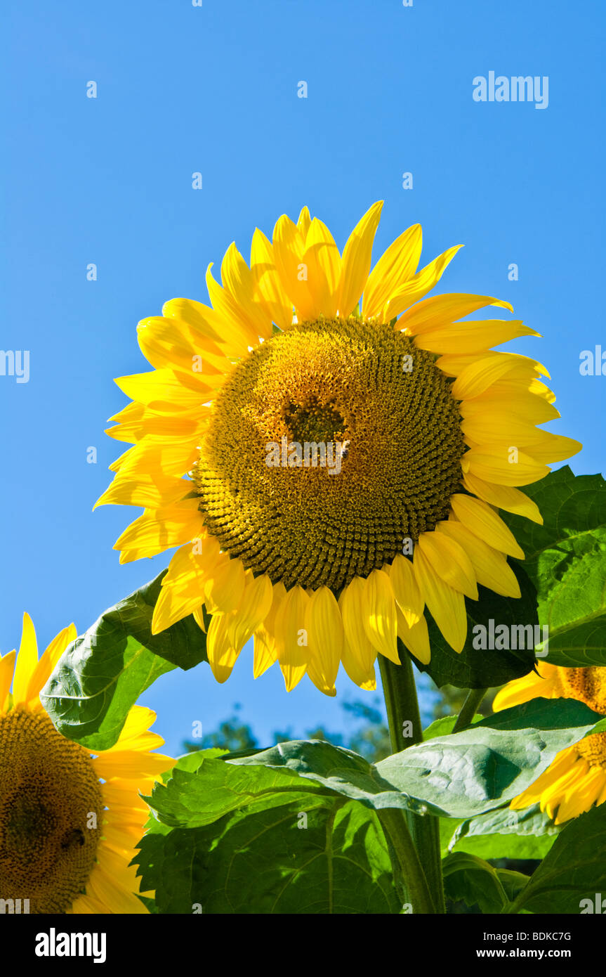 Tournesol jaune sur fond de ciel bleu d'été, UK Banque D'Images