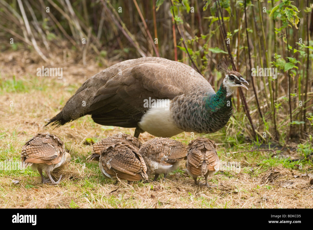 Commun, ou Indiens (paons bleu Pavo cristata). Peahen mère accompagnant mois jeune poussins. Banque D'Images