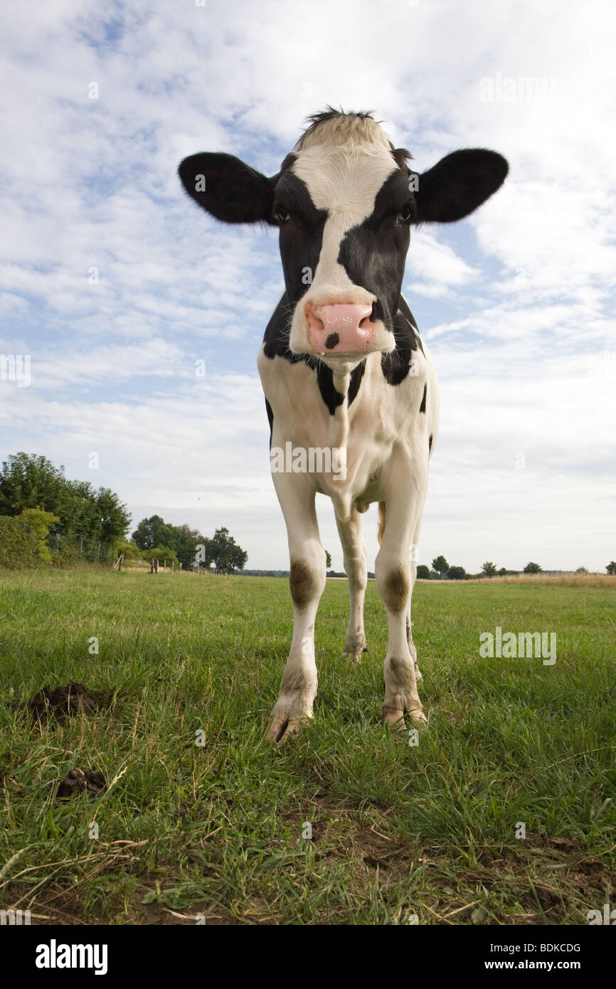 La Vache noir et blanc - Bos primigenius taurus Banque D'Images